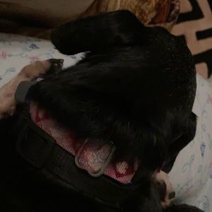 Meet your Posher, Dana